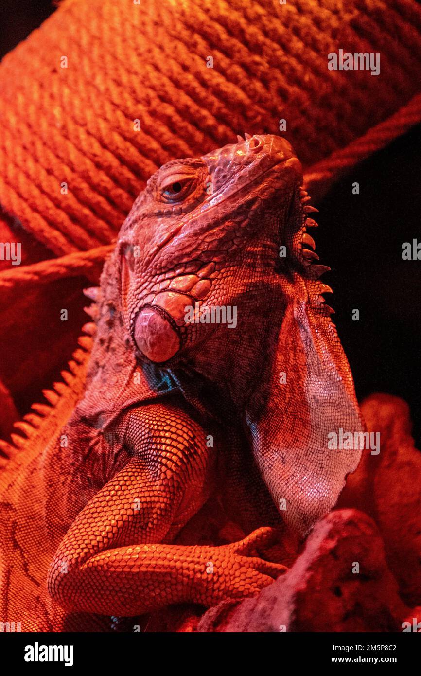 Portrait d'un iguana à la lumière d'une lampe rouge. Lézard reptile. Animal grave. Iguane exotique. La famille des Iguanidae. Banque D'Images