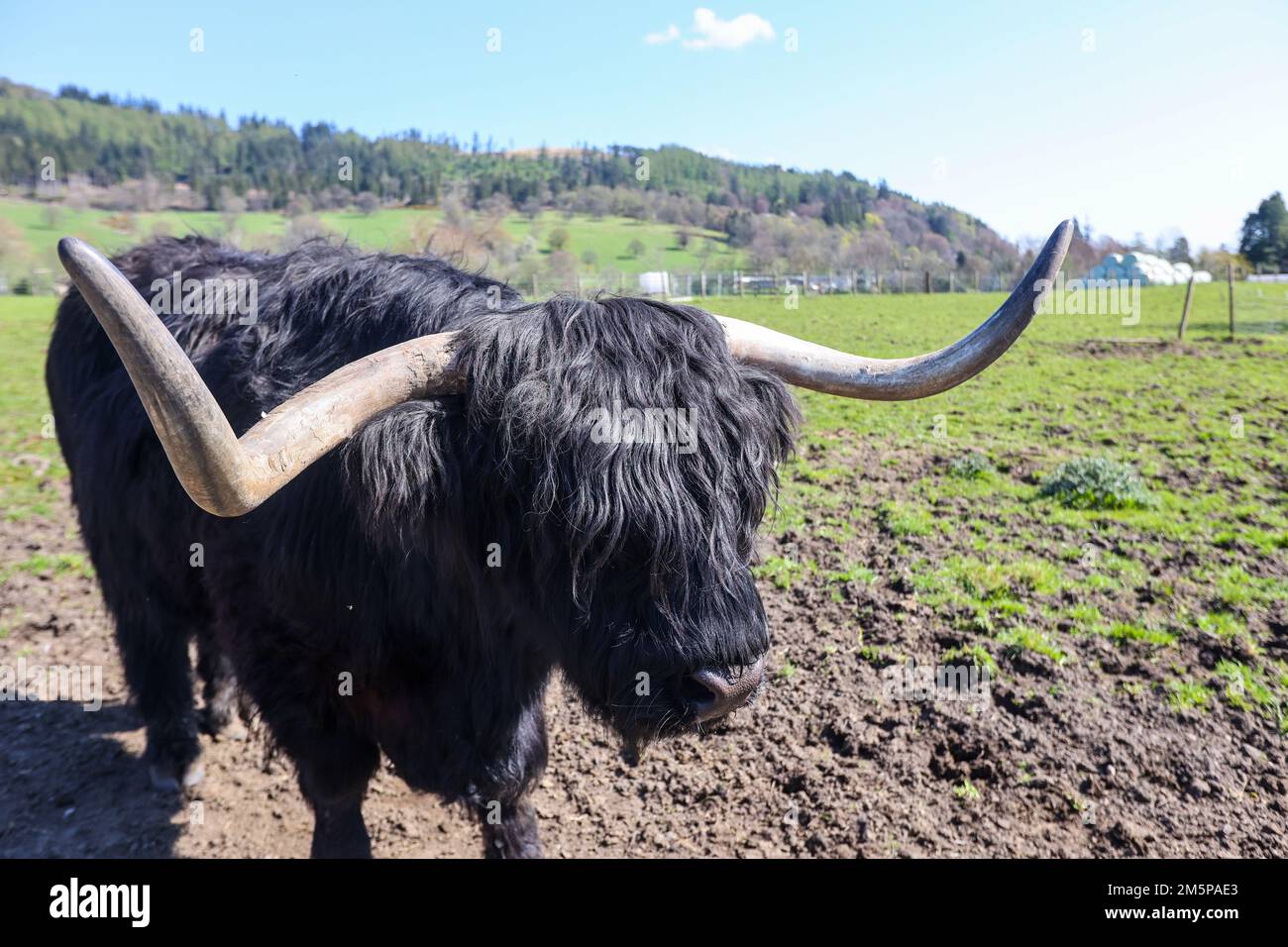 Highland,Highland vaches,Highland vache,hairy,large,big,géant,cornes,Ecosse,Scottish,rural,campagne,Europe,européen,touriste,tourisme,iconique,attraction touristique, Banque D'Images