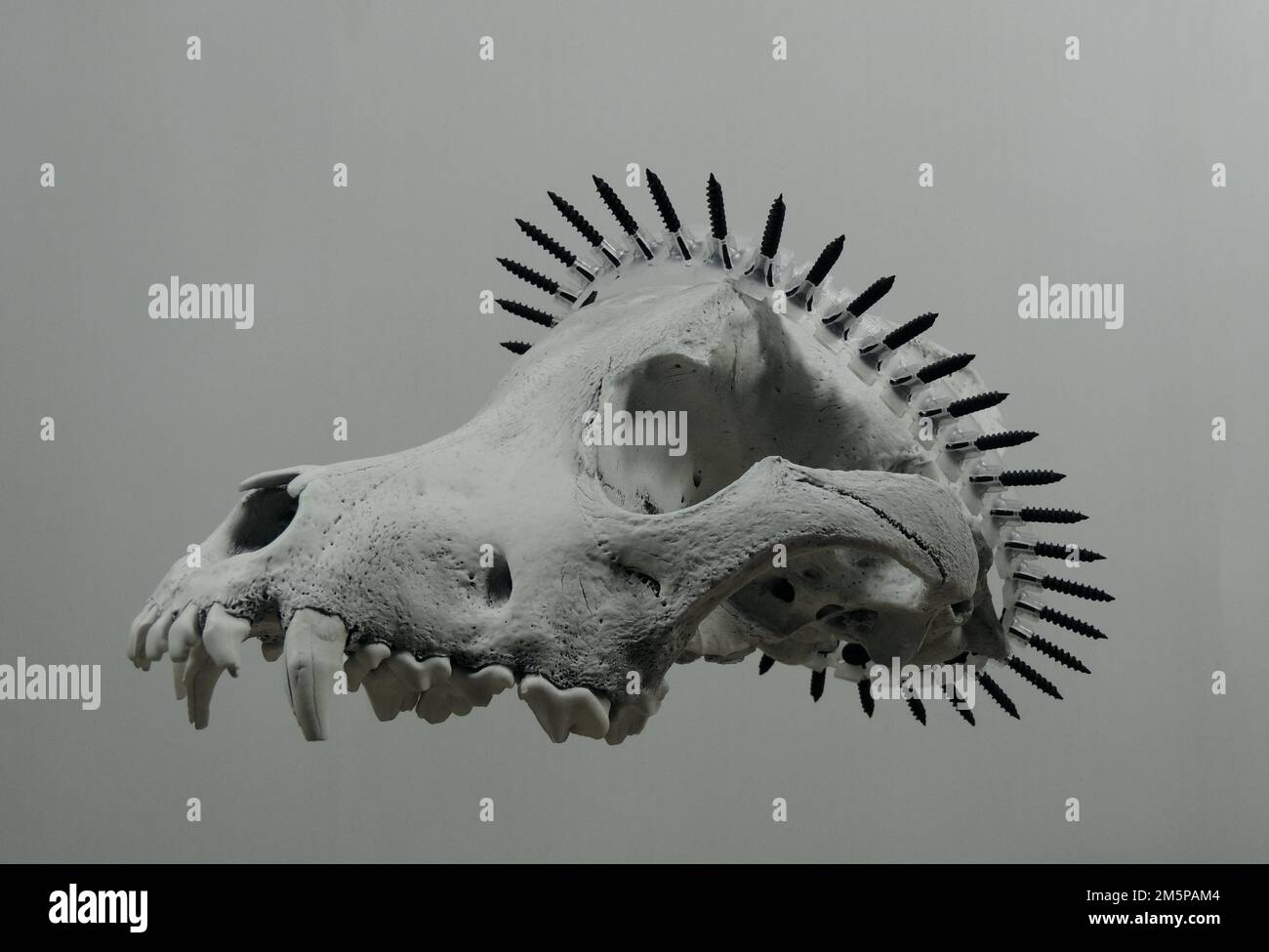 Flottant dans Air Wolf Skull avec couronne métaphorique faite de vis sur Un dessus Banque D'Images