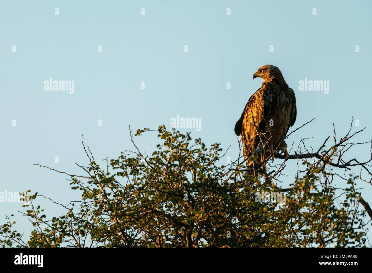 Réserve naturelle privée de Timbavati, Parc national Kruger, Afrique du Sud Banque D'Images