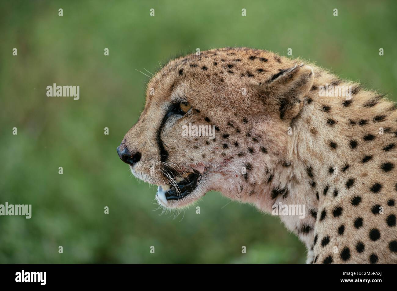 Cheetah, Marataba, Parc national de Marakele, Afrique du Sud Banque D'Images