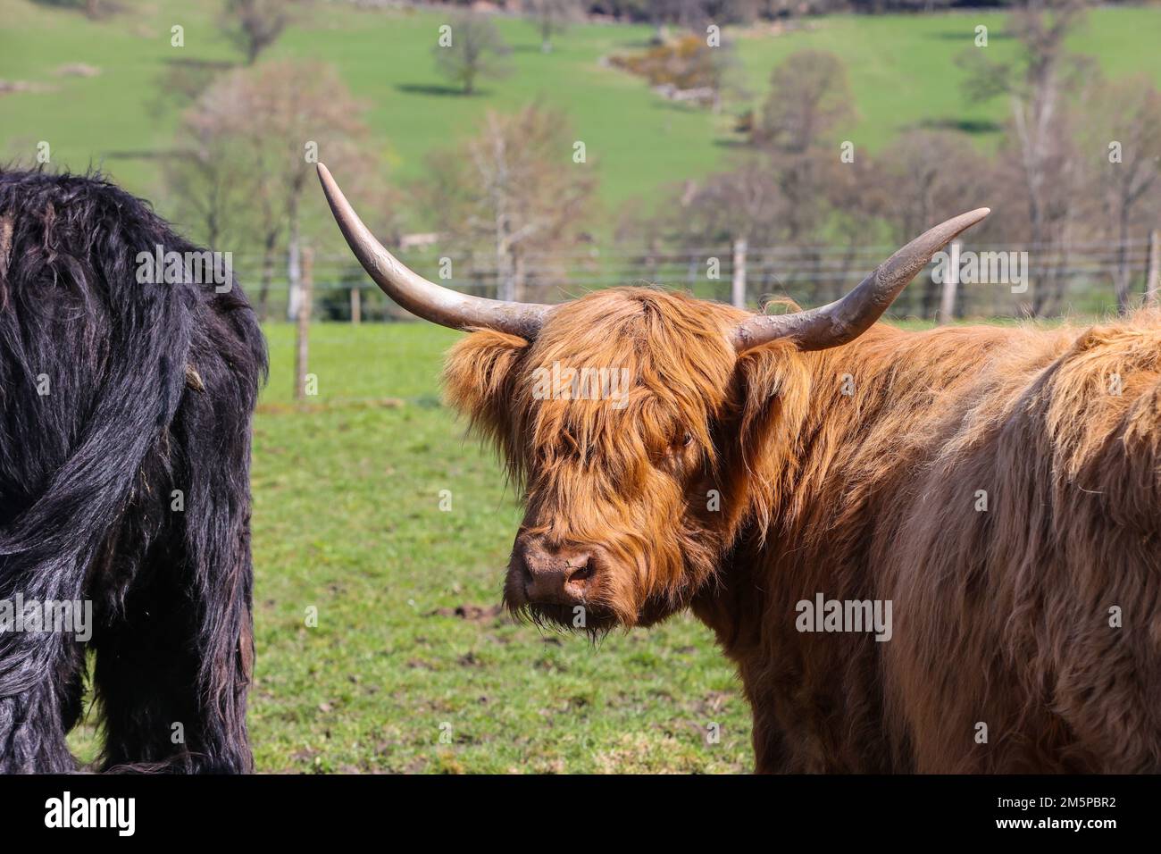 Highland,Highland vaches,Highland vache,hairy,large,big,géant,cornes,Ecosse,Scottish,rural,campagne,Europe,européen,touriste,tourisme,iconique,attraction touristique, Banque D'Images