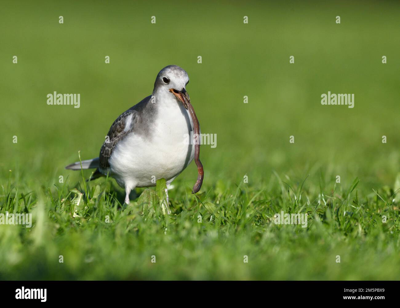 Gull de Sabine - Xema sabini Banque D'Images