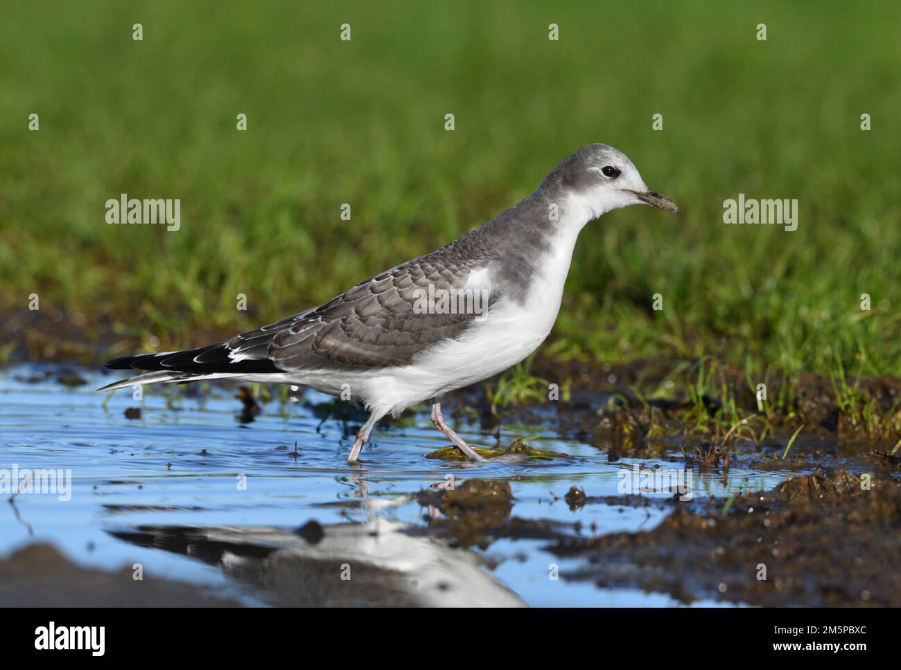 Gull de Sabine - Xema sabini Banque D'Images