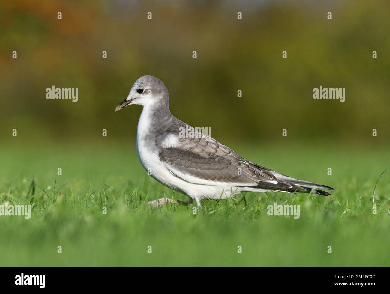 Gull de Sabine - Xema sabini Banque D'Images