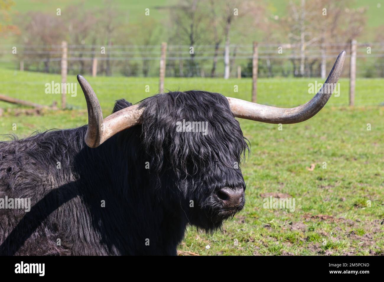 Highland,Highland vaches,Highland vache,hairy,large,big,géant,cornes,Ecosse,Scottish,rural,campagne,Europe,européen,touriste,tourisme,iconique,attraction touristique, Banque D'Images