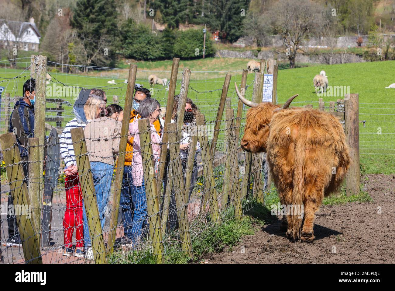 Highland,Highland vaches,Highland vache,hairy,large,big,géant,cornes,Ecosse,Scottish,rural,campagne,Europe,européen,touriste,tourisme,iconique,attraction touristique, Banque D'Images