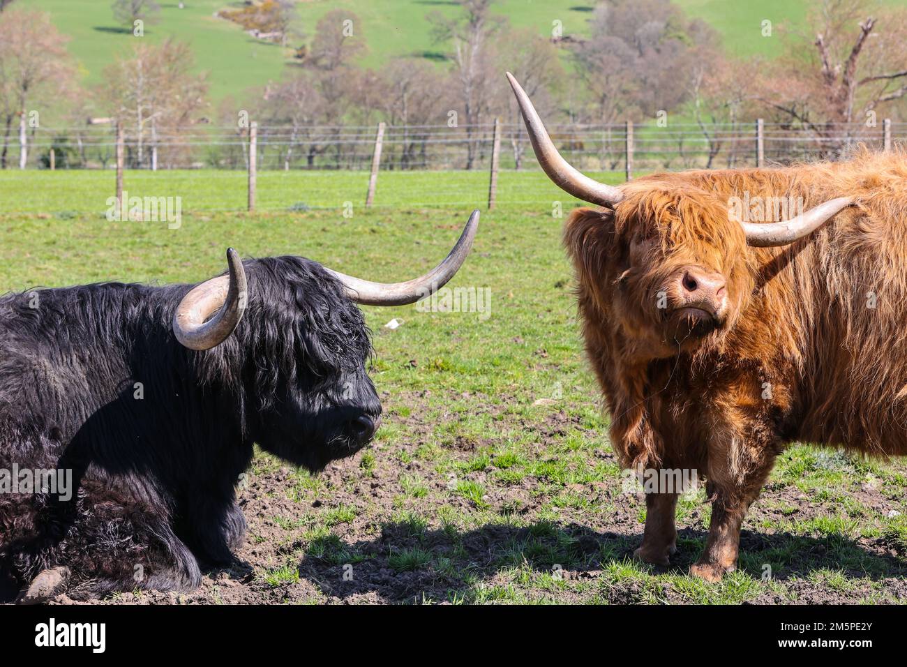 Highland,Highland vaches,Highland vache,hairy,large,big,géant,cornes,Ecosse,Scottish,rural,campagne,Europe,européen,touriste,tourisme,iconique,attraction touristique, Banque D'Images
