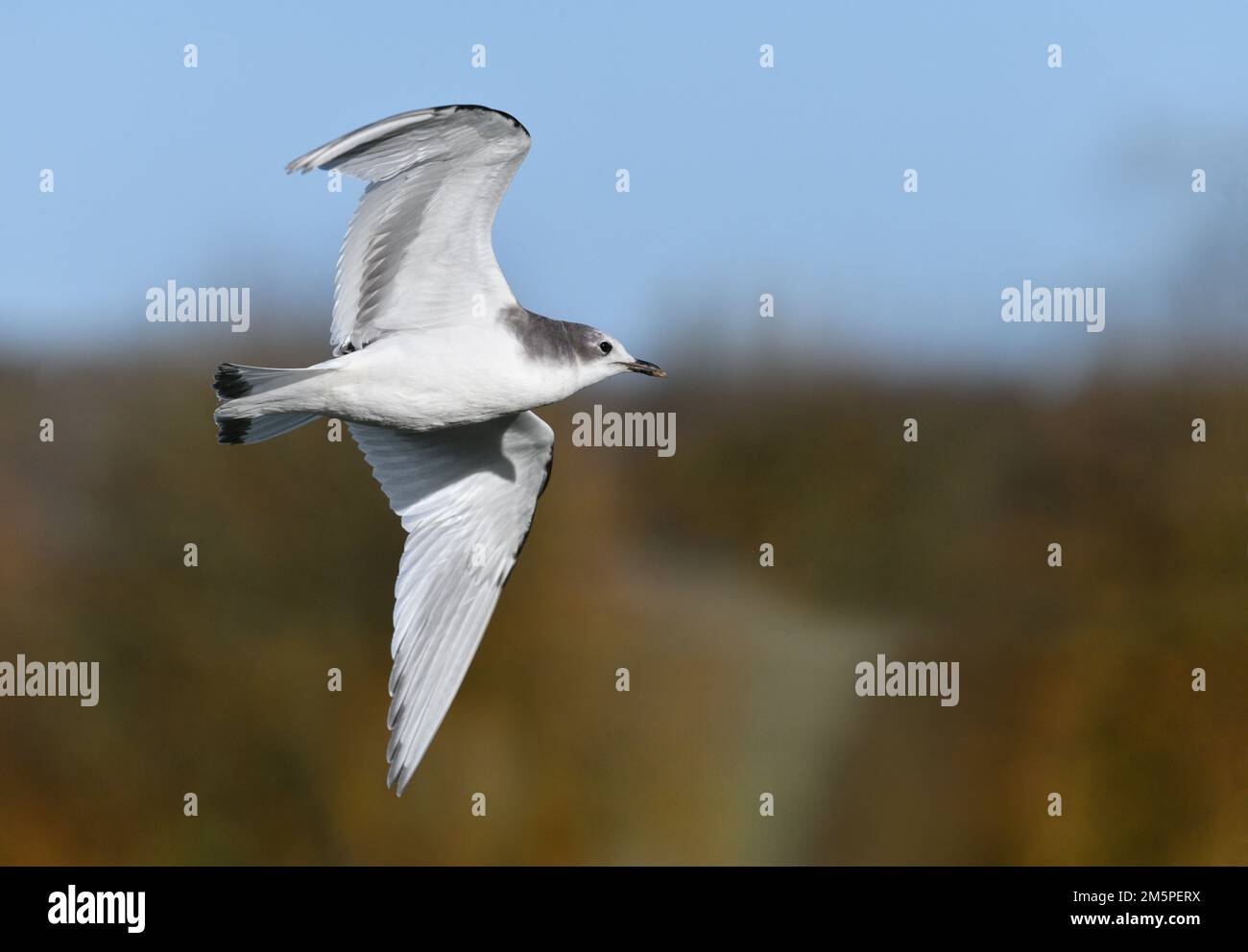 Gull de Sabine - Xema sabini Banque D'Images