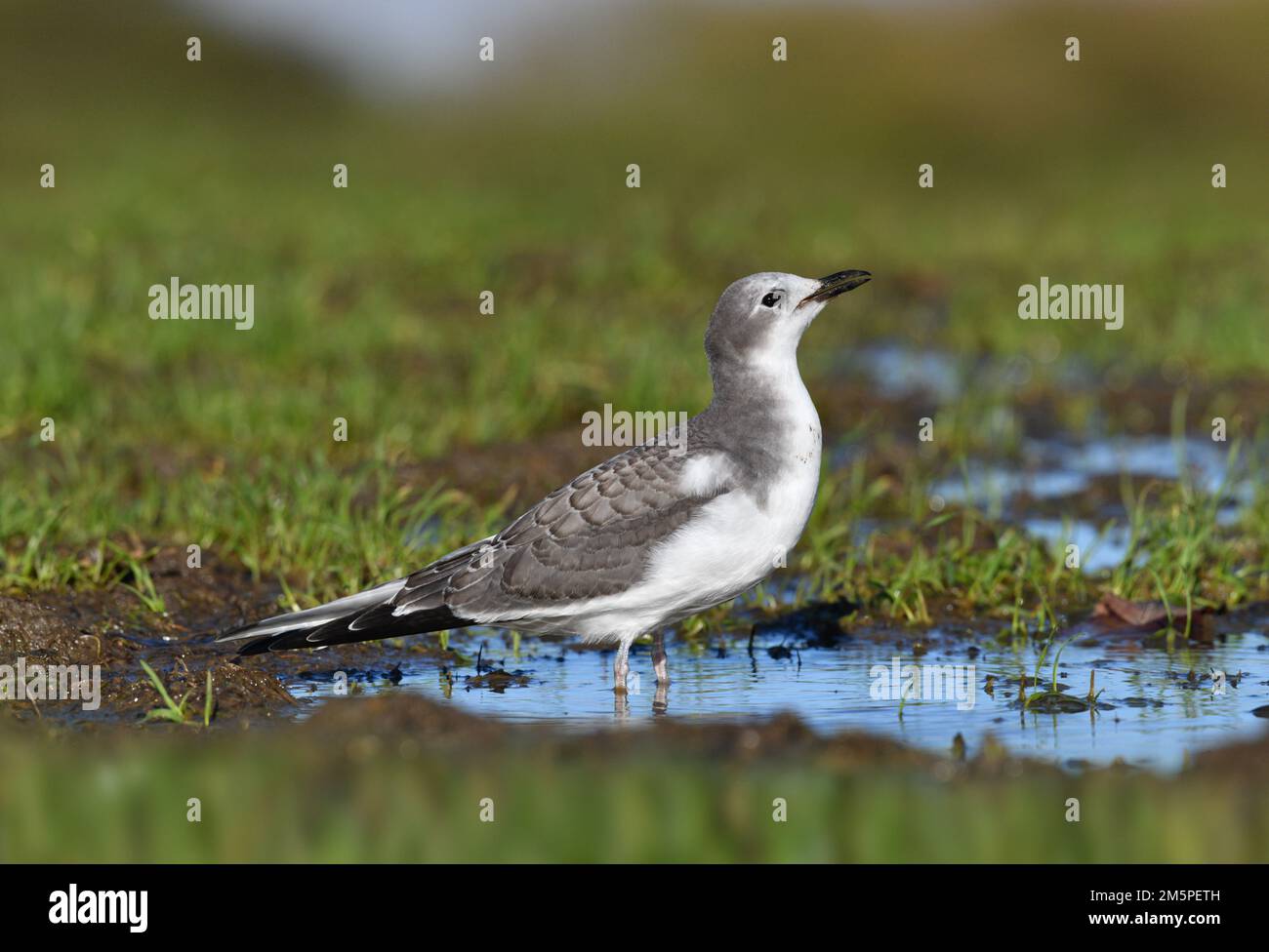Gull de Sabine - Xema sabini Banque D'Images