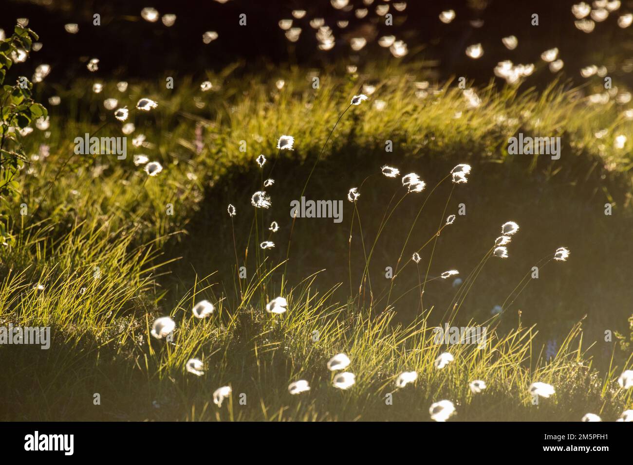 Tussock coton lors d'une belle soirée d'été dans le parc national de Riisitunturi, en Finlande Banque D'Images