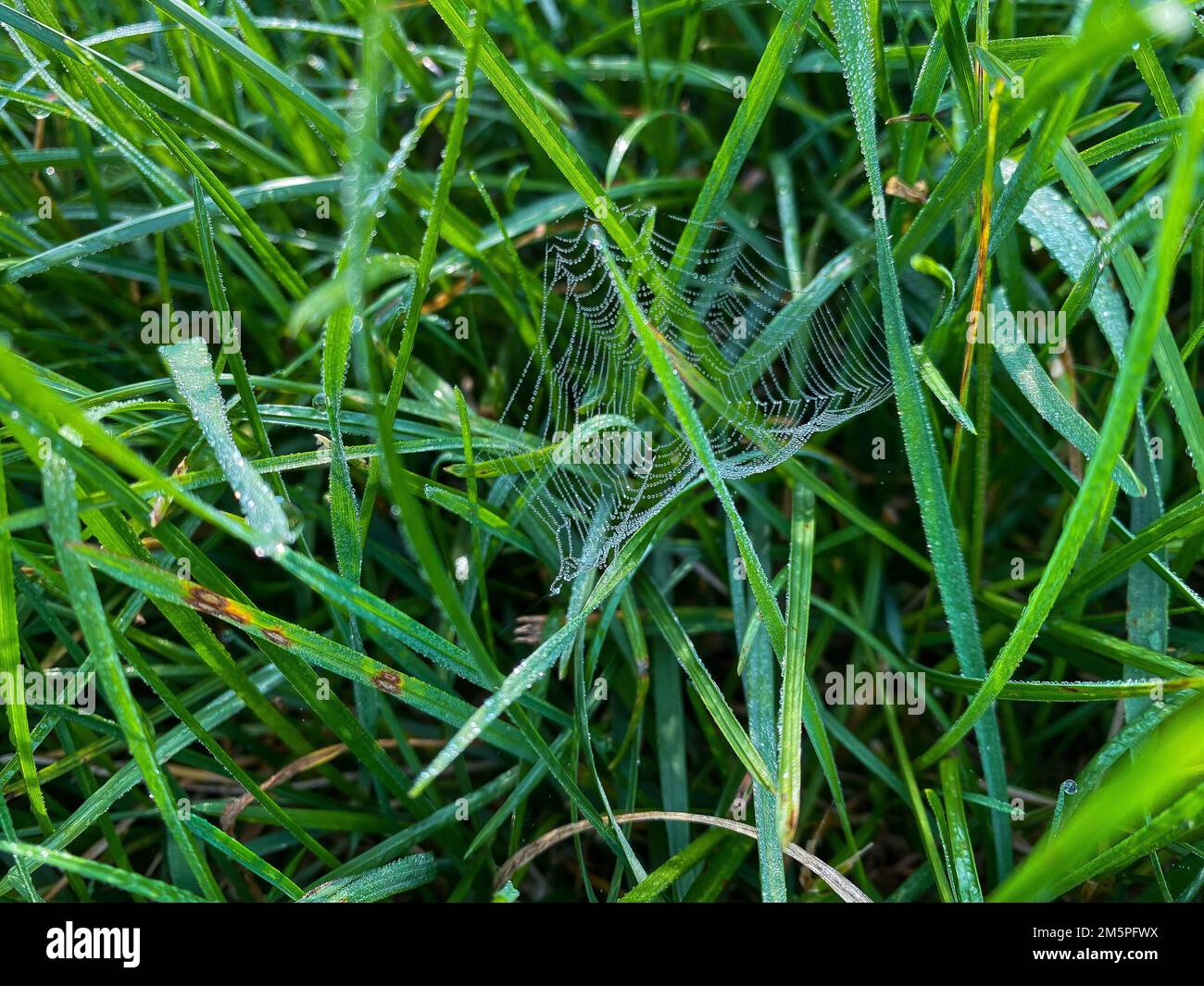 Une toile d'araignée dans la rosée dans l'herbe verte Banque D'Images