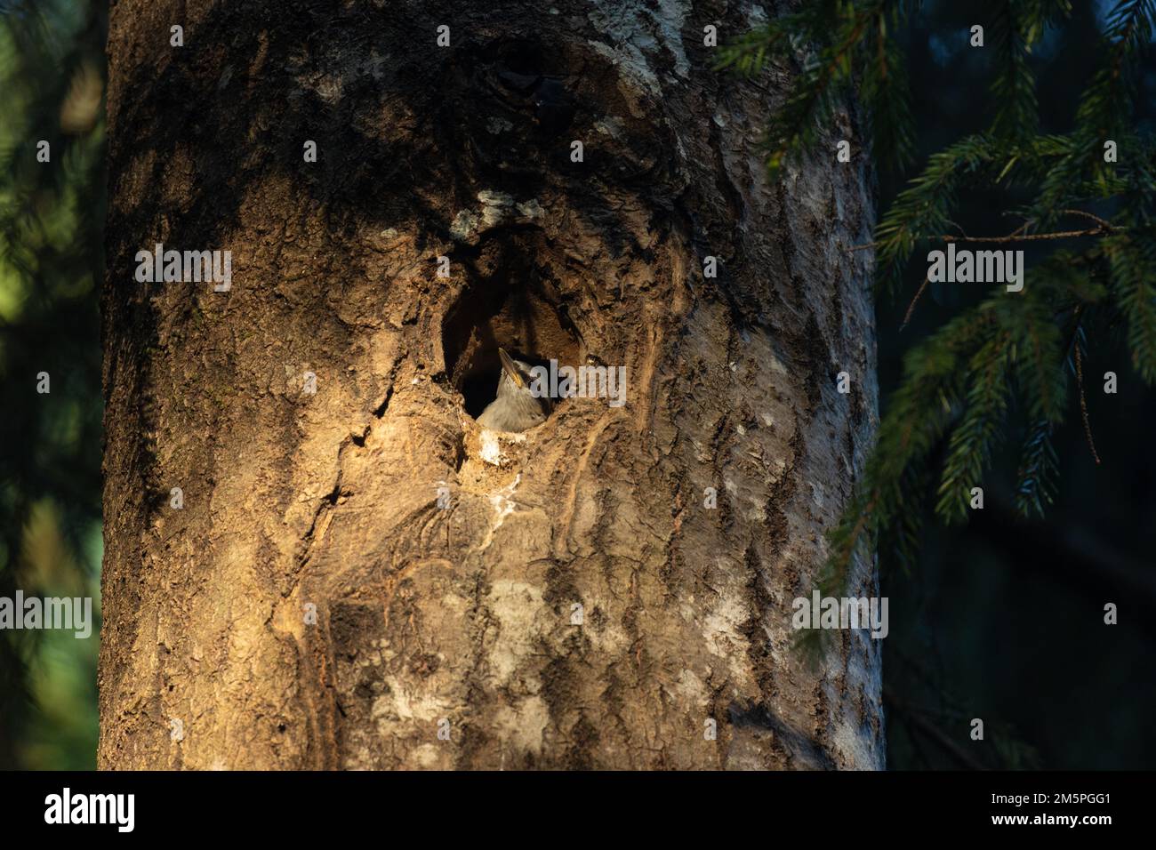 Petite espèce de nuthatch eurasien juvénile en attente de nourriture dans un trou de nidification à la fin d'une soirée printanière dans la forêt boréale estonienne, en Europe du Nord Banque D'Images