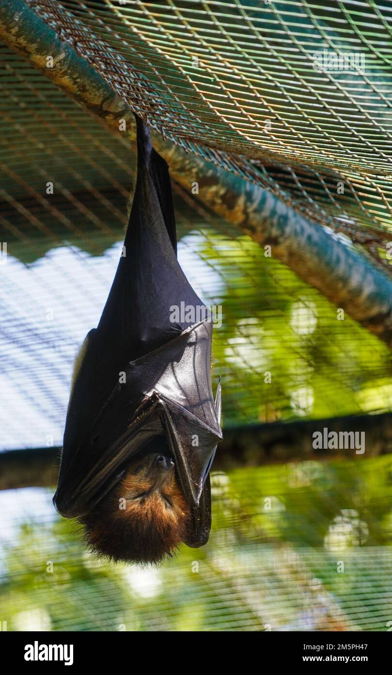 Bat de fruits de renard volant dans les hauts d'arbre Banque D'Images