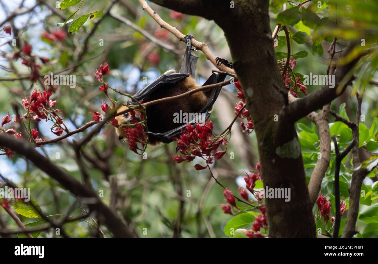 Bat de fruits de renard volant dans les hauts d'arbre Banque D'Images