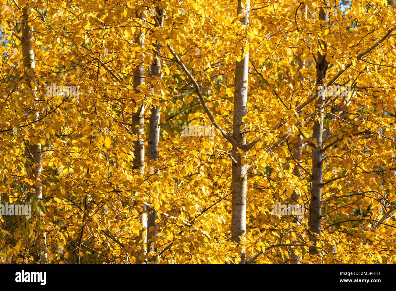 Feuilles colorées de tremble commune pendant un feuillage d'automne lors d'une soirée ensoleillée en Estonie, en Europe du Nord Banque D'Images