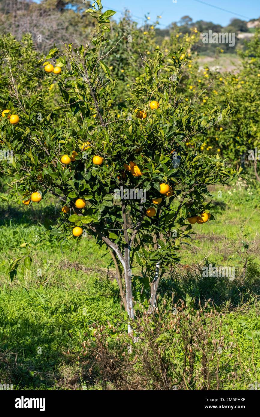 Magnifique arbre de mandarine plein d'agrumes suspendus le jour ensoleillé dans le verger d'orange. Maturation de la fraîcheur dans une ferme. Soleil réfléchissant brillant sur vert Banque D'Images