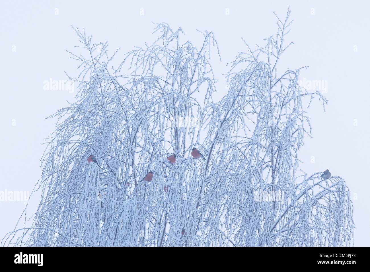 Un groupe de bullfinches eurasiens se reposant dans un arbre givré lors d'un jour d'hiver en Estonie, en Europe du Nord Banque D'Images