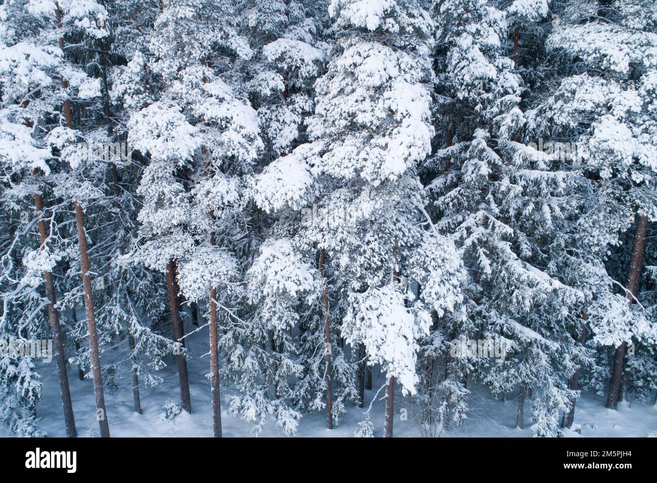 Photo en grand angle d'une pinède lors d'une journée d'hiver enneigée dans les zones rurales d'Estonie, en Europe du Nord Banque D'Images