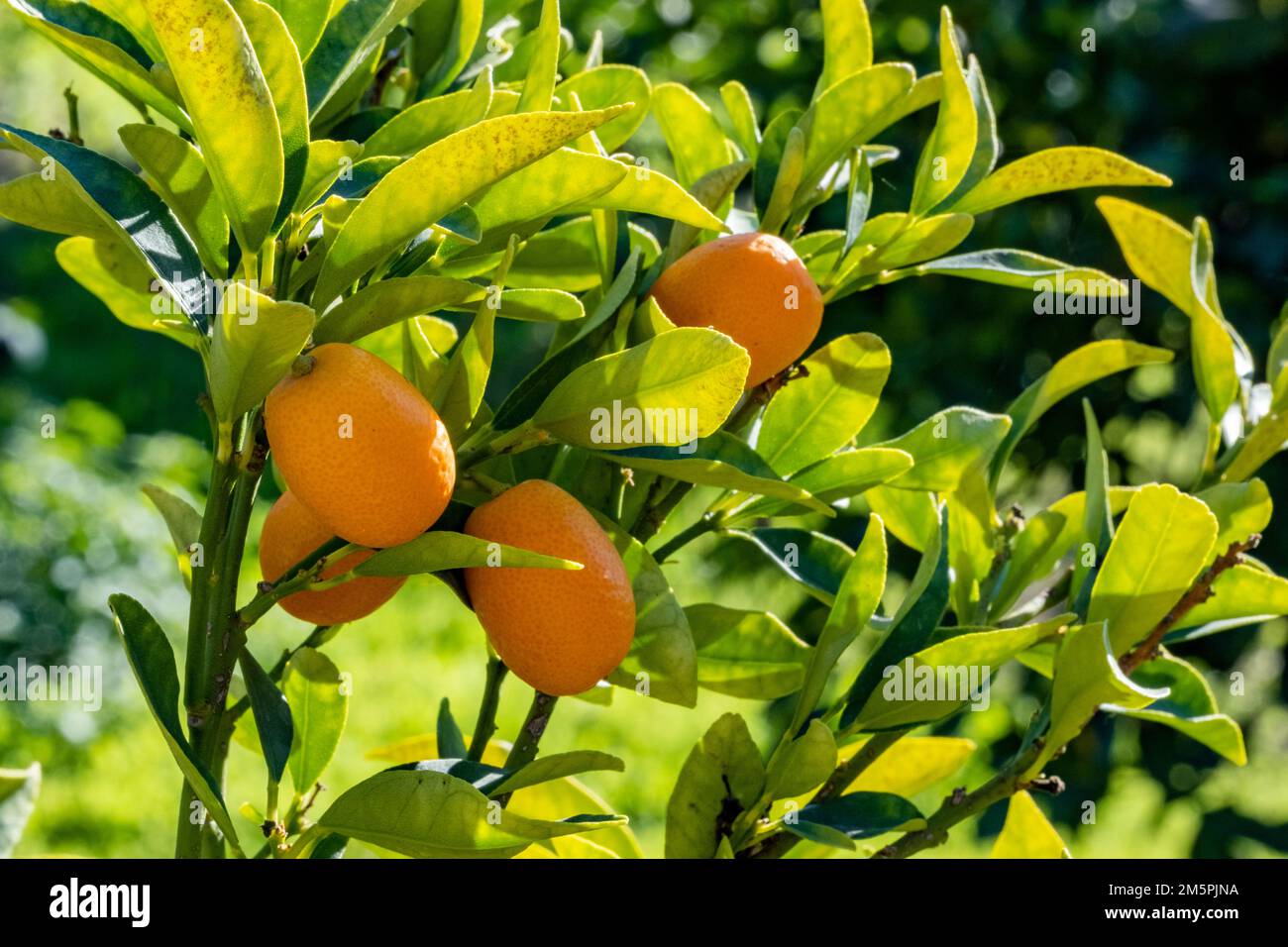 Bouquet de kumquats mûrs frais dans une ferme d'agrumes. Gros plan. Soleil réfléchissant brillant sur la surface des fruits biologiques. Fond de nourriture naturelle avec espace de copie Banque D'Images Bouquet de kumquats mûrs frais dans une ferme d'agrumes. Gros plan. Soleil réfléchissant brillant sur la surface des fruits biologiques. Fond de nourriture naturelle avec espace de copie Banque D'Images