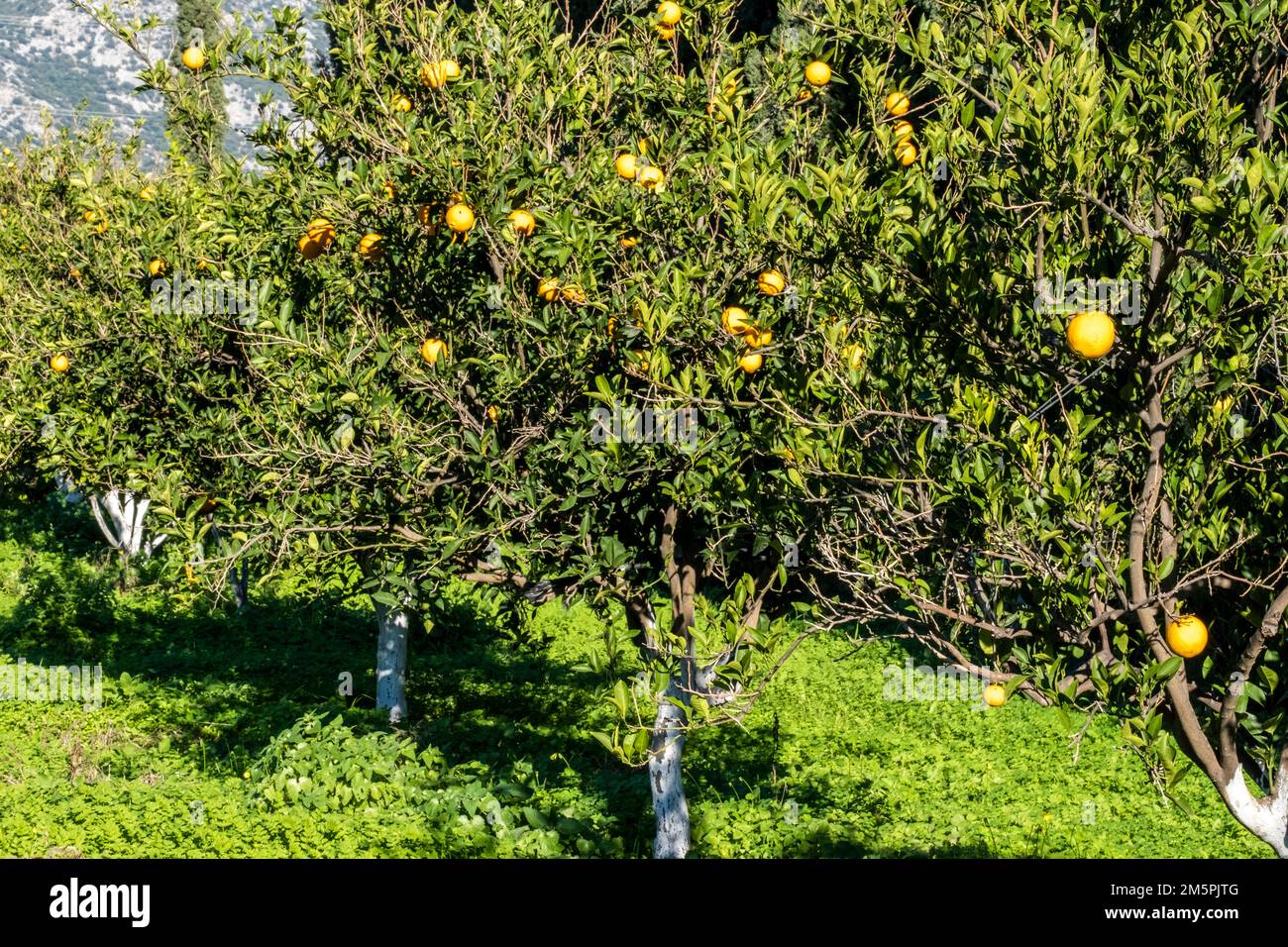 Magnifique arbre de mandarine plein d'agrumes suspendus le jour ensoleillé dans le verger d'orange. Maturation de la fraîcheur dans une ferme. Soleil réfléchissant brillant sur vert Banque D'Images