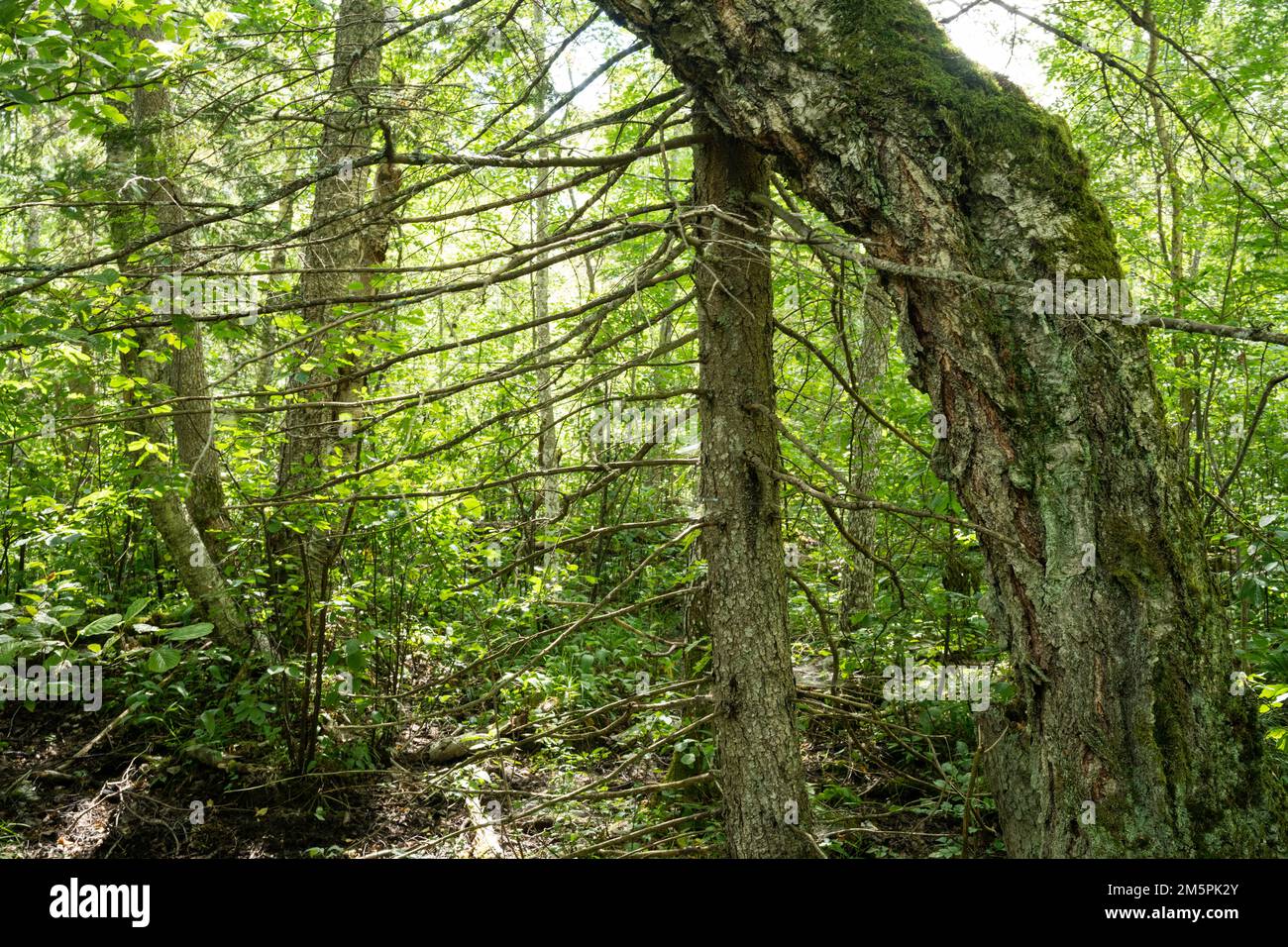 Riche et luxuriante forêt pâludifiée par une journée d'été dans le sud de l'Estonie, en Europe Banque D'Images