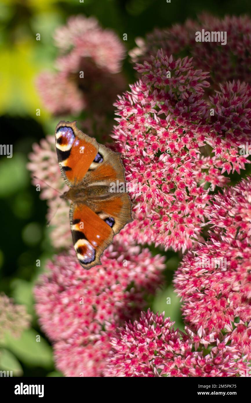 Un papillon de paon mange sur une fleur rose de Sedum - chou de lièvre. Un parterre de fleurs pollinisation par les insectes. Les papillons volent. Nature ensoleillé jour. Insecte. Ailes de papillon. Plante verte en gros plan. Banque D'Images