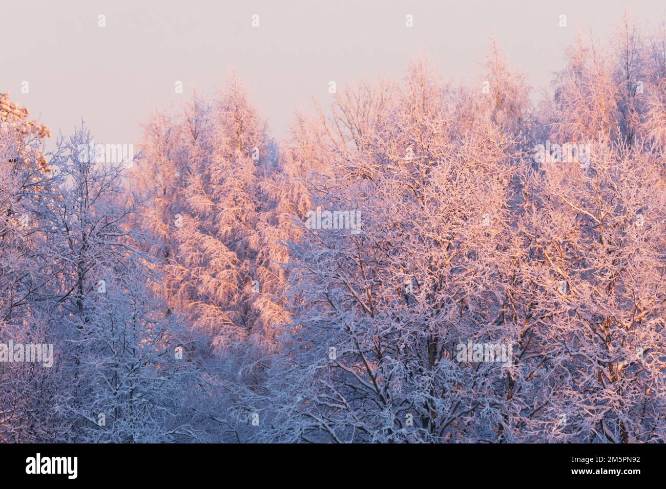 Magnifique coucher de soleil rose sur les arbres givré pendant une soirée hivernale froide en Estonie, en Europe du Nord Banque D'Images
