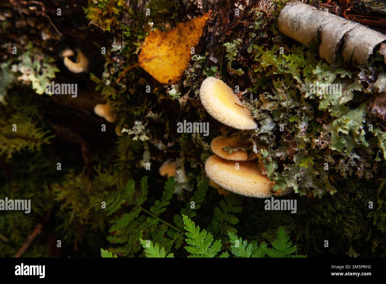 Un champignon appelé éperiforme Mock poussant sur un tronc d'arbre tombé dans la forêt boréale automnale en Estonie, en Europe du Nord Banque D'Images