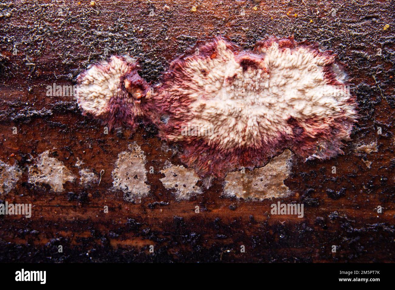 Gros plan d'une belle espèce de champignon de la croûte Phlebia centrifuga qui pousse sur un tronc de conifères en décomposition dans un habitat de pierres clés en Estonie Banque D'Images
