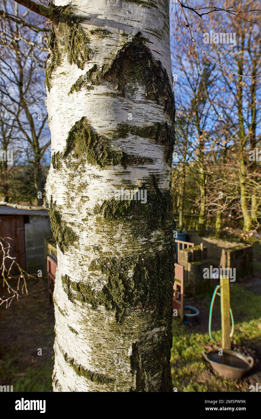 Le jour de Noël et gros plan du tronc d'arbre de bouleau argenté sur la petite exploitation du North Yorkshire à 900ft Banque D'Images
