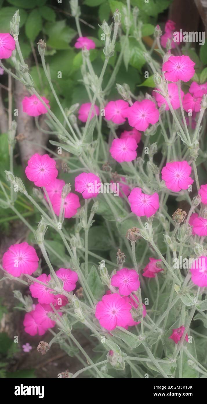Gros plan de fleurs de Campion rose vif avec effet de flou artistique Banque D'Images