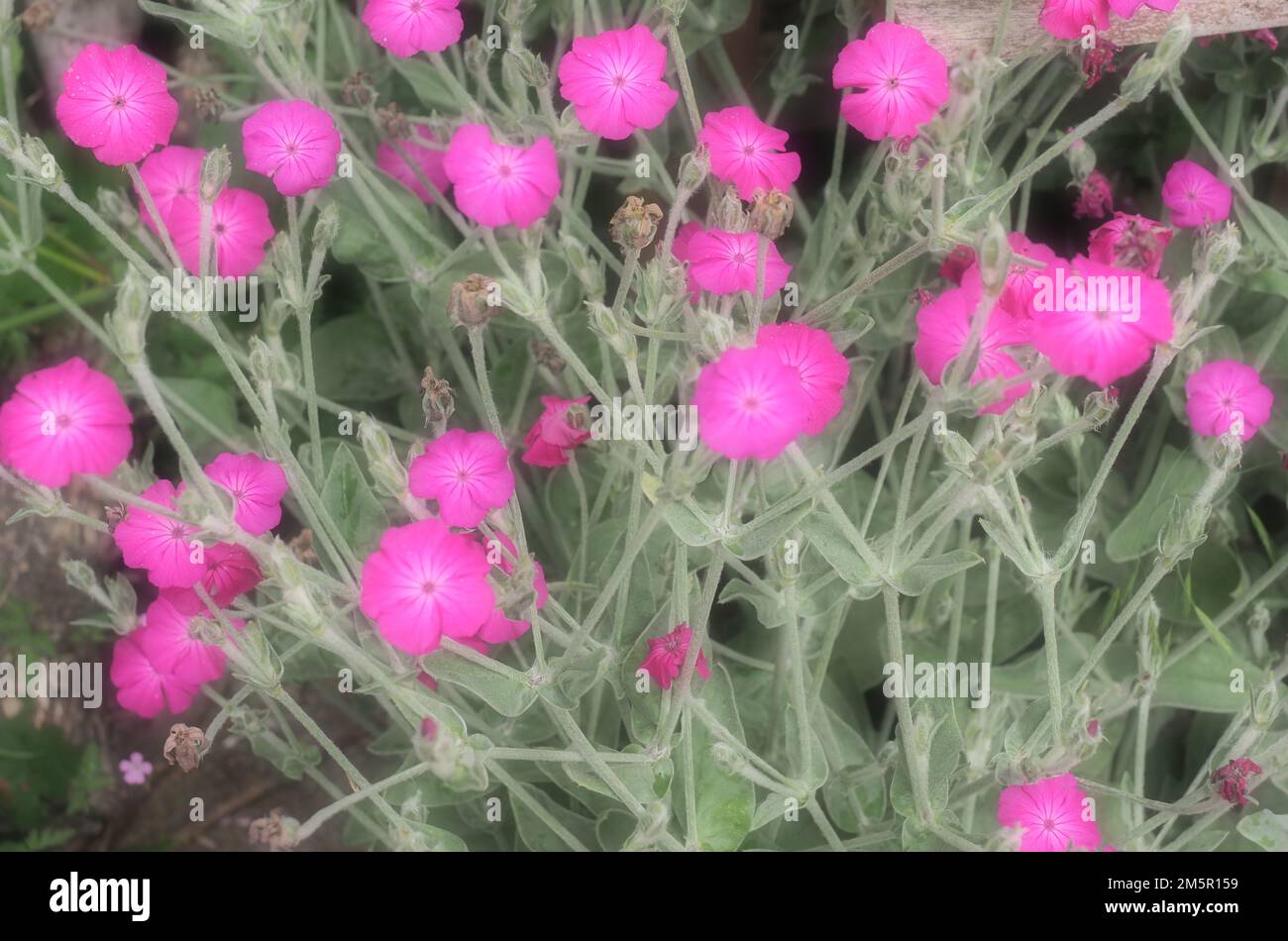 Gros plan de fleurs de Campion rose vif avec effet de flou artistique Banque D'Images