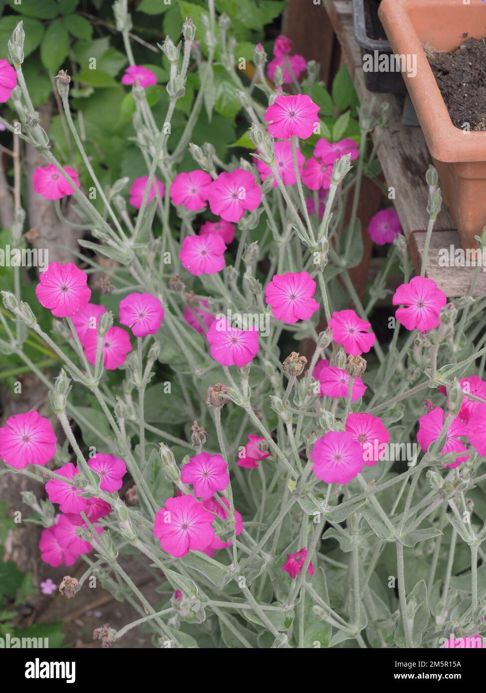 Gros plan de fleurs de Campion rose vif avec effet de flou artistique Banque D'Images