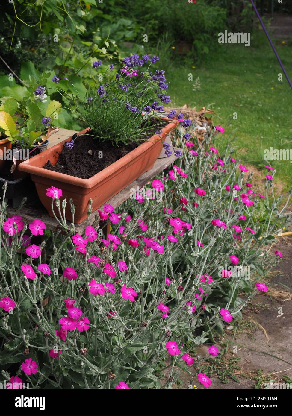 Récolte verticale d'un petit jardin montrant des fleurs de Campion rose et de lavande Banque D'Images