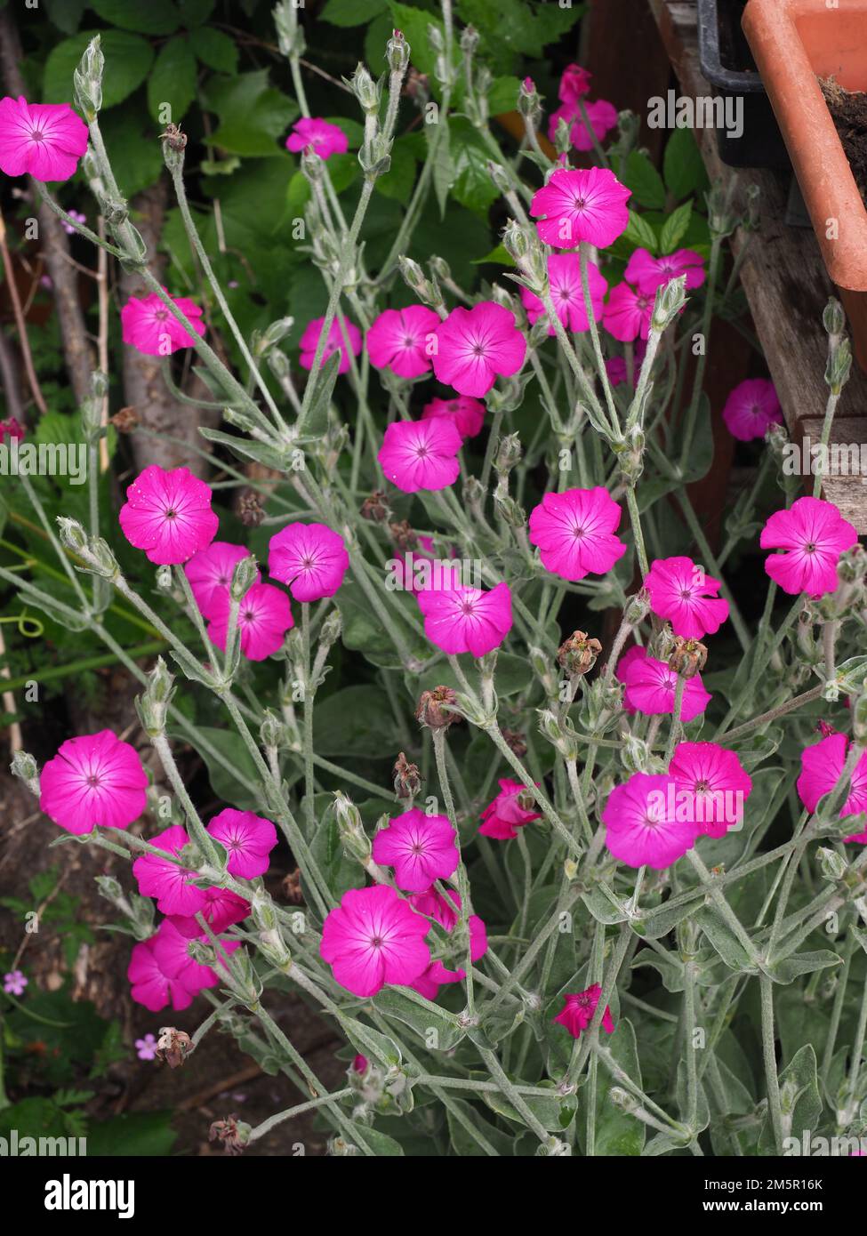 Gros plan de fleurs de Campion rose vif Banque D'Images