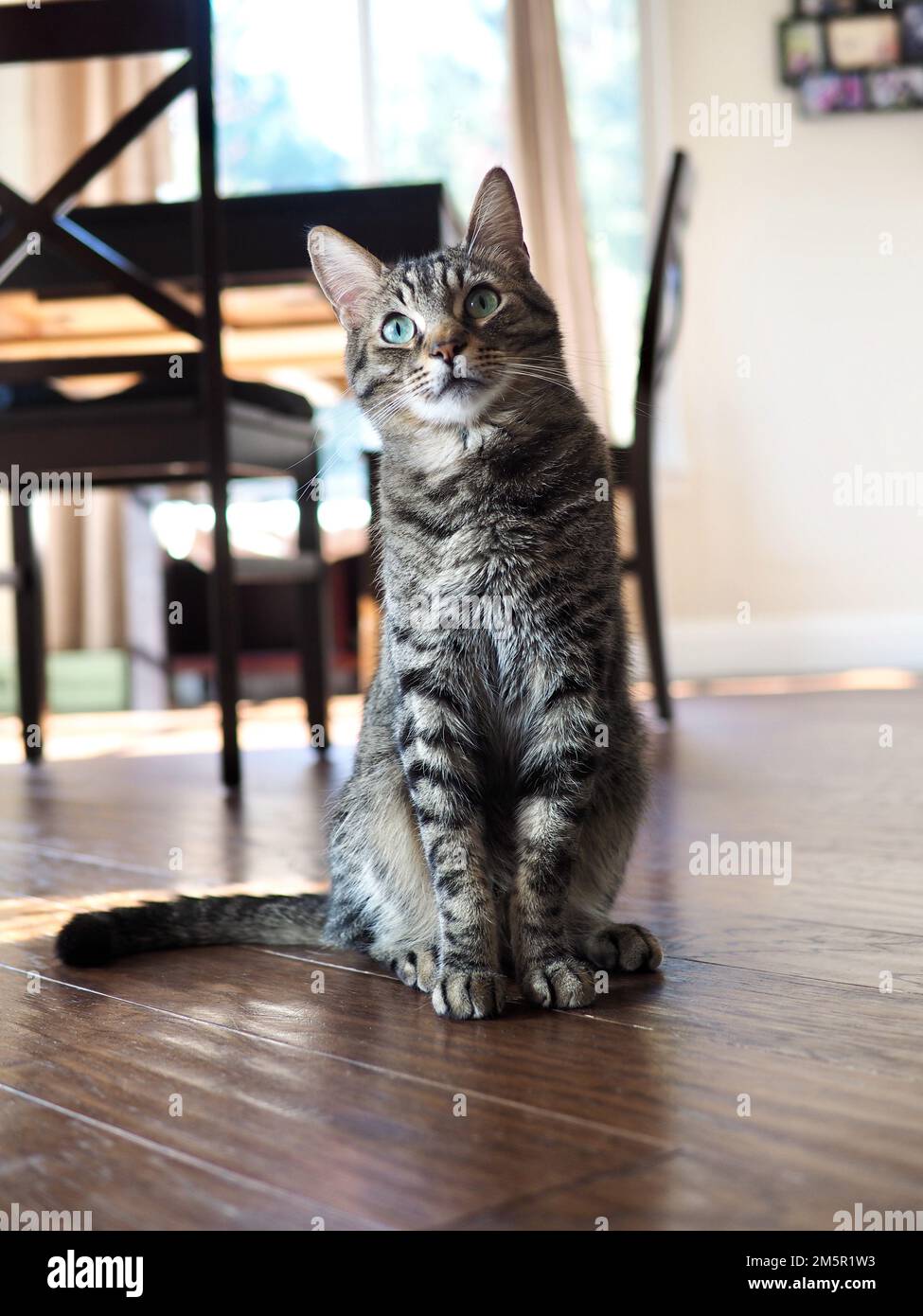 Morphy le chat tabby Banque D'Images