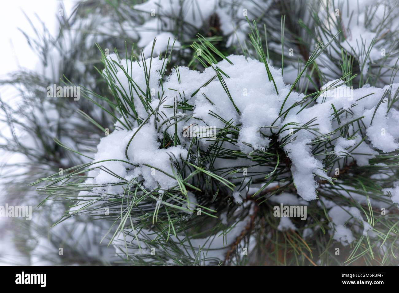 Branche de pin couverte de neige en hiver. Banque D'Images