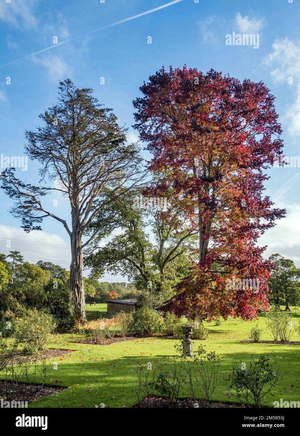 Royaume-Uni, Angleterre, Devonshire. Un Liquidamber ou un Sweetgum américain (à droite) montrant les couleurs de l'automne dans un jardin du Devon. Banque D'Images