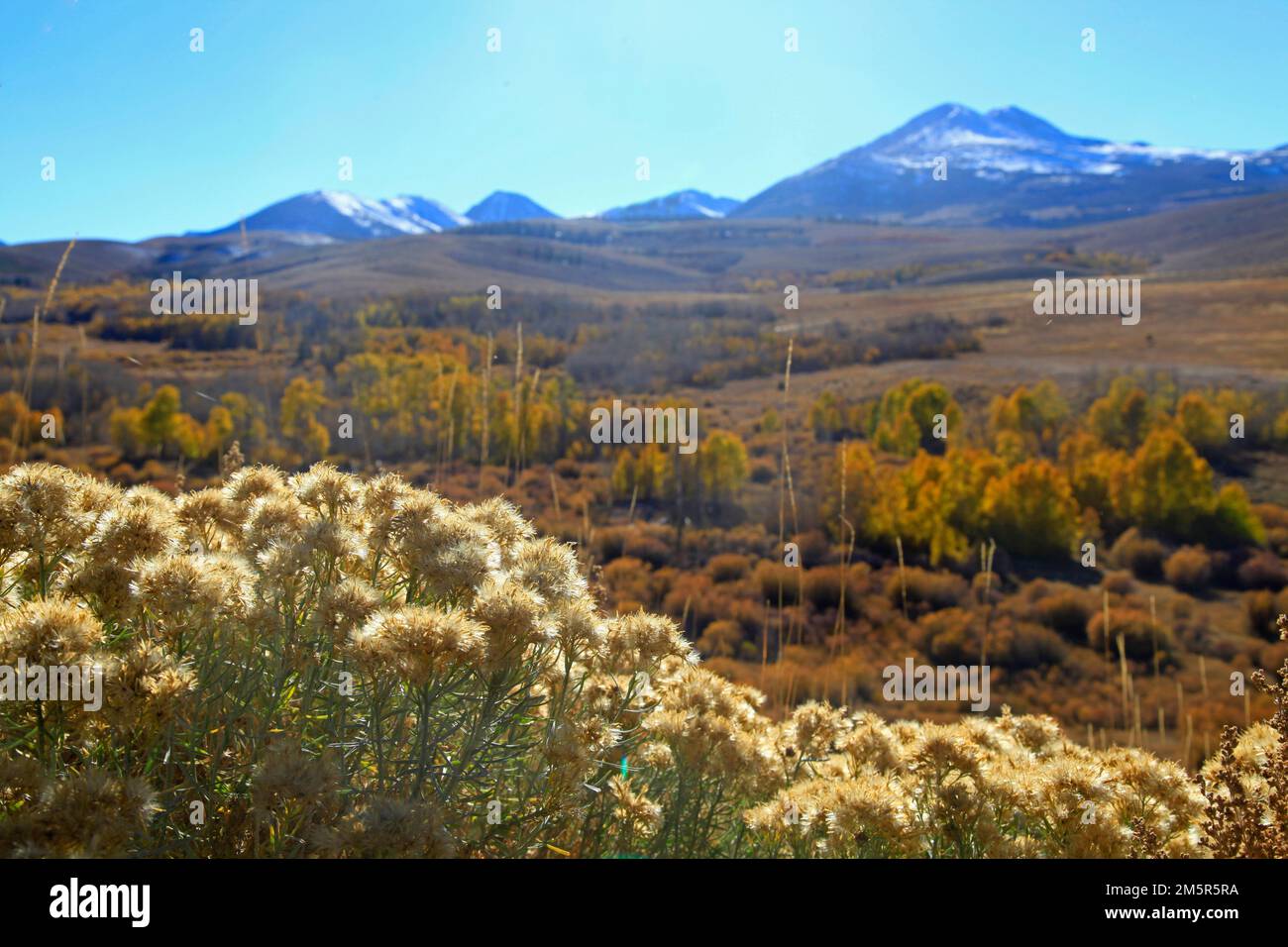 Paysage d'automne pittoresque à Conway Summit, dans l'est de la Sierra, en Californie Banque D'Images