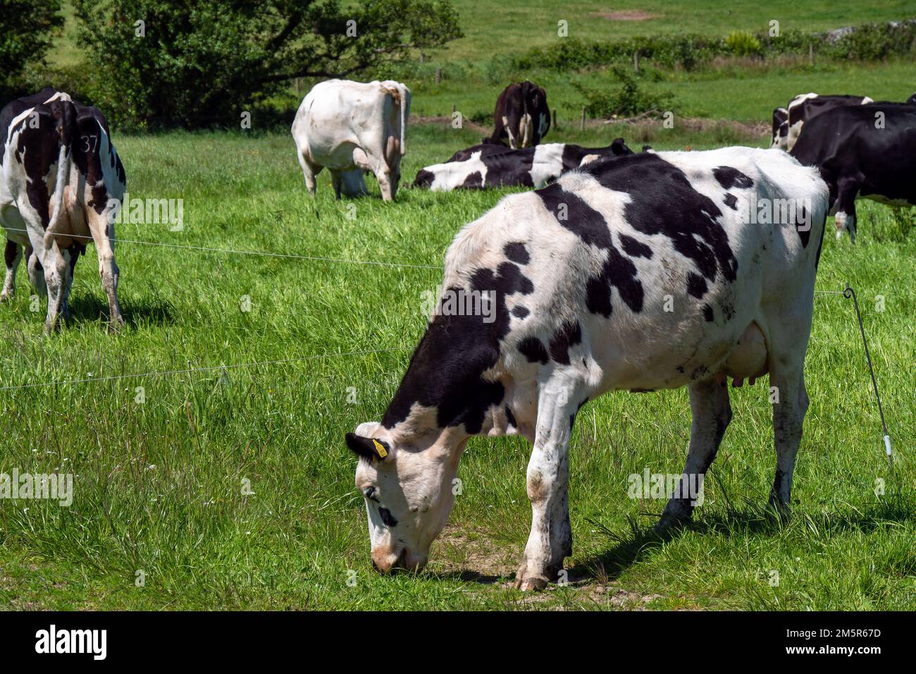 Une vache blanche avec des taches noires sur un champ au printemps. Élevage. Vache blanche et noire sur gazon vert Banque D'Images