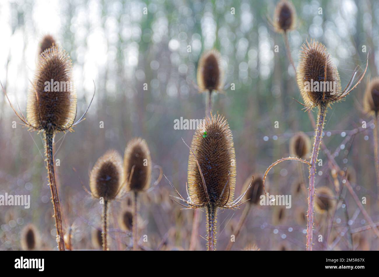 Thé d'hiver Dipsacus fullonum 800 Bois Madingley Cambridge Banque D'Images