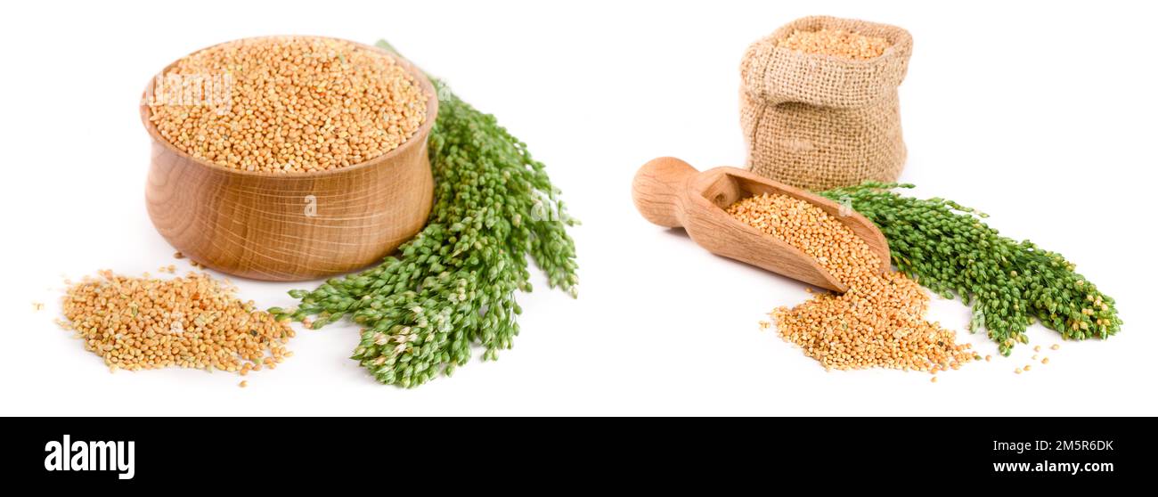 Millet dans bol en bois avec des épillets vert isolé sur fond blanc. Nourriture pour perroquets Banque D'Images