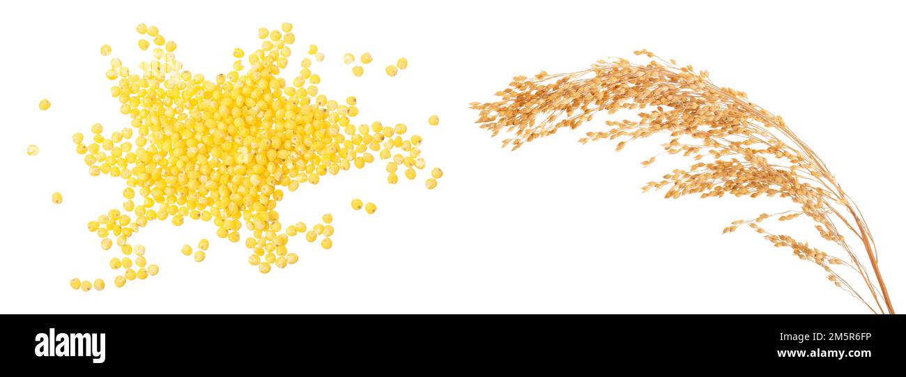 Oreille de millet isolé sur fond blanc Banque D'Images