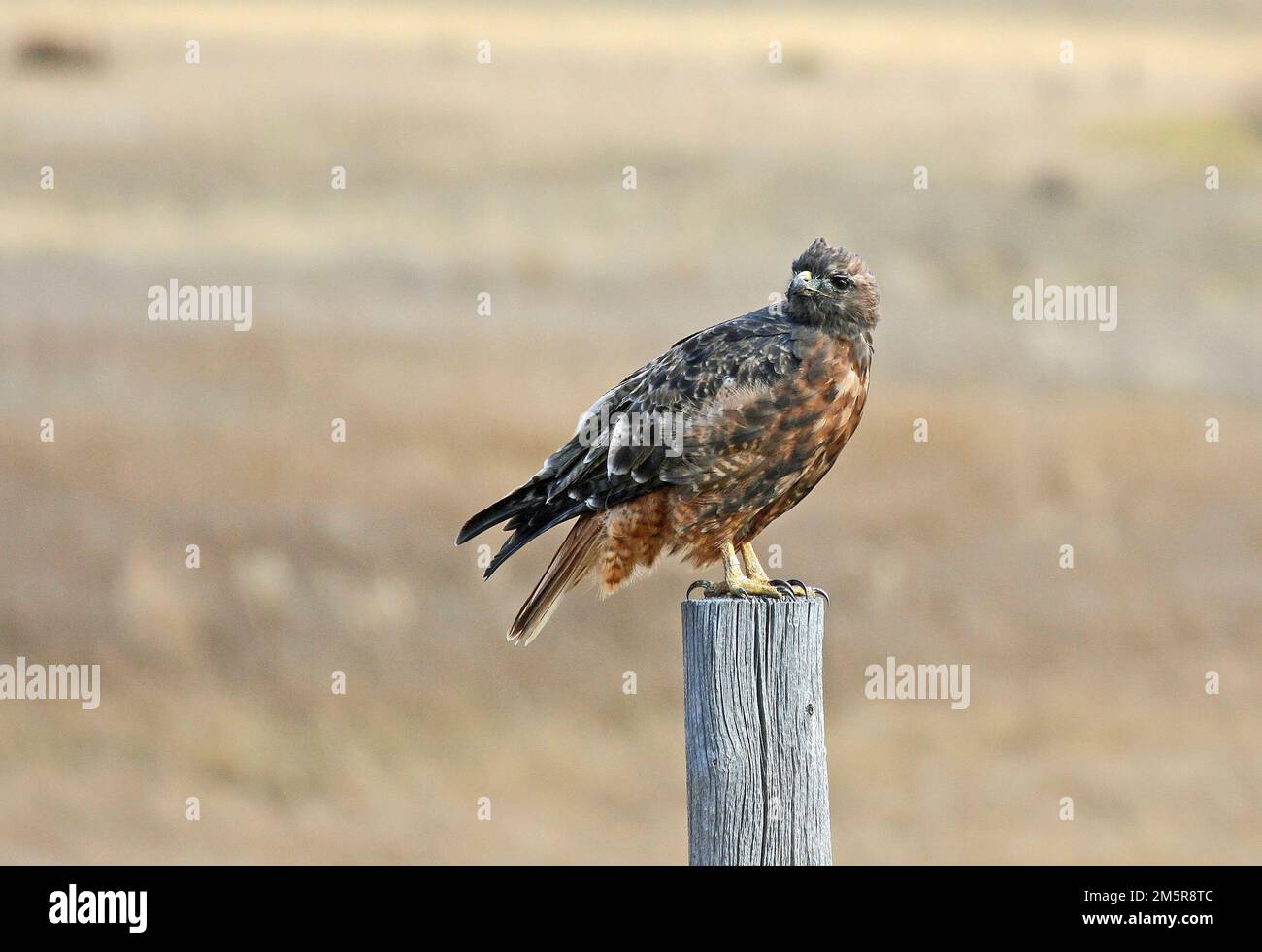 Buse à queue rouge Banque D'Images