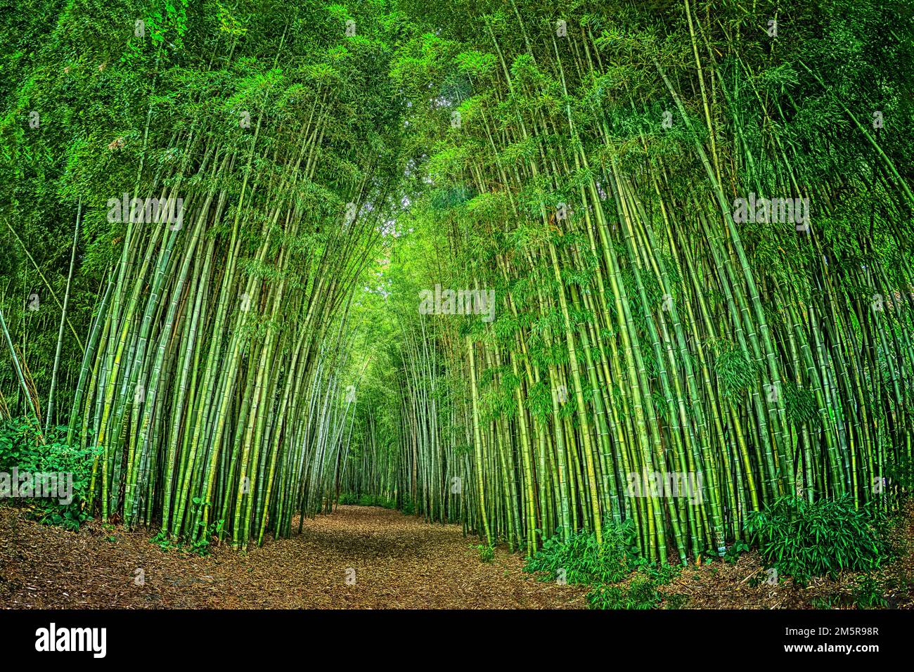 Un chemin entre deux sections d'une vaste et dense forêt de bambou dans un parc public en Caroline du Nord, photographié avec un objectif Nikon Fisheye. Banque D'Images