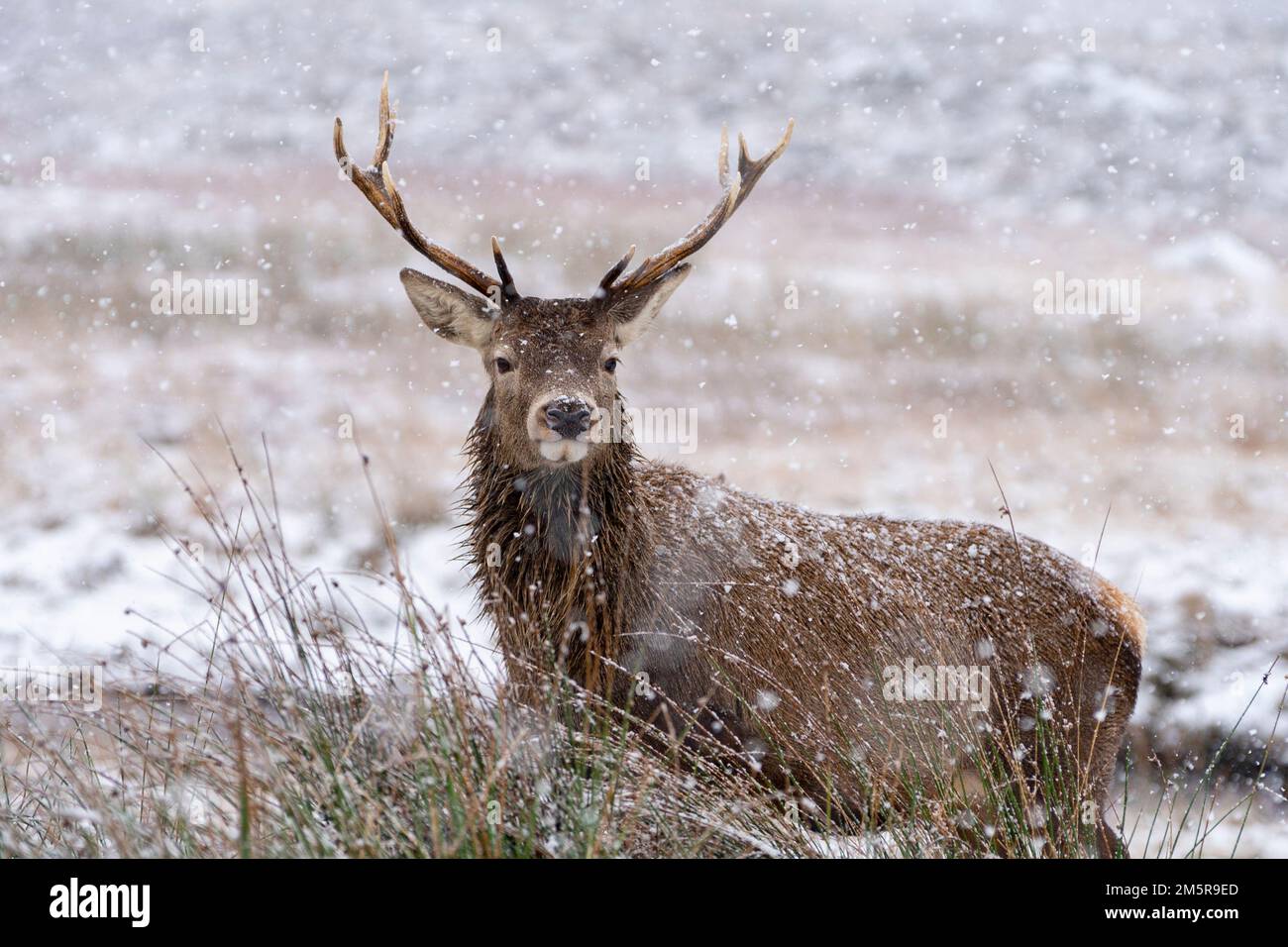 Cerf rouge dans la neige d'hiver à Glen COE, Scottish Highlands, Écosse, Royaume-Uni Banque D'Images