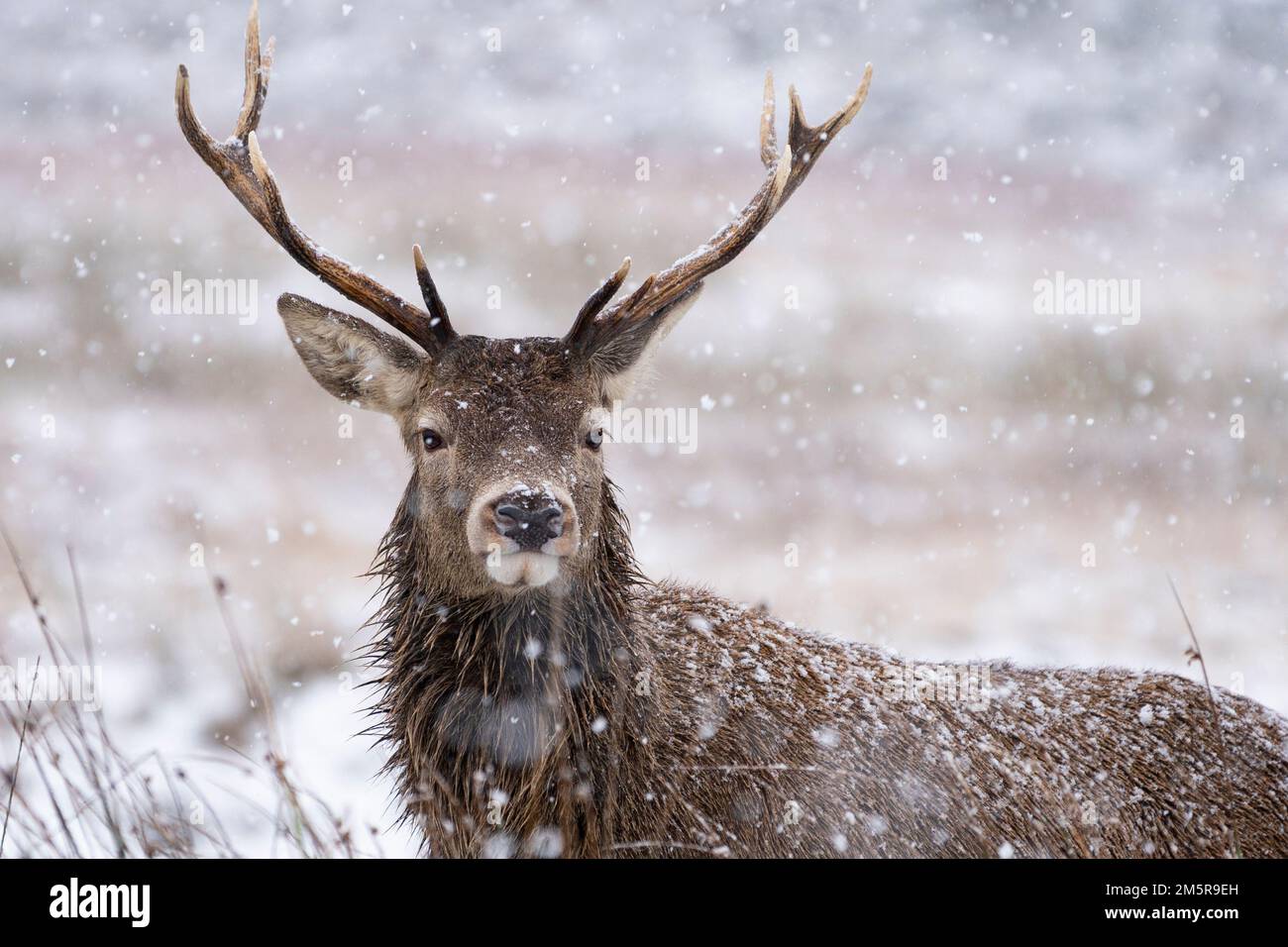 Cerf rouge dans la neige d'hiver à Glen COE, Scottish Highlands, Écosse, Royaume-Uni Banque D'Images