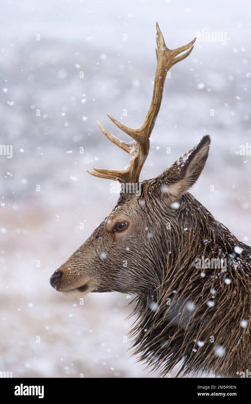 Cerf rouge dans la neige d'hiver à Glen COE, Scottish Highlands, Écosse, Royaume-Uni Banque D'Images