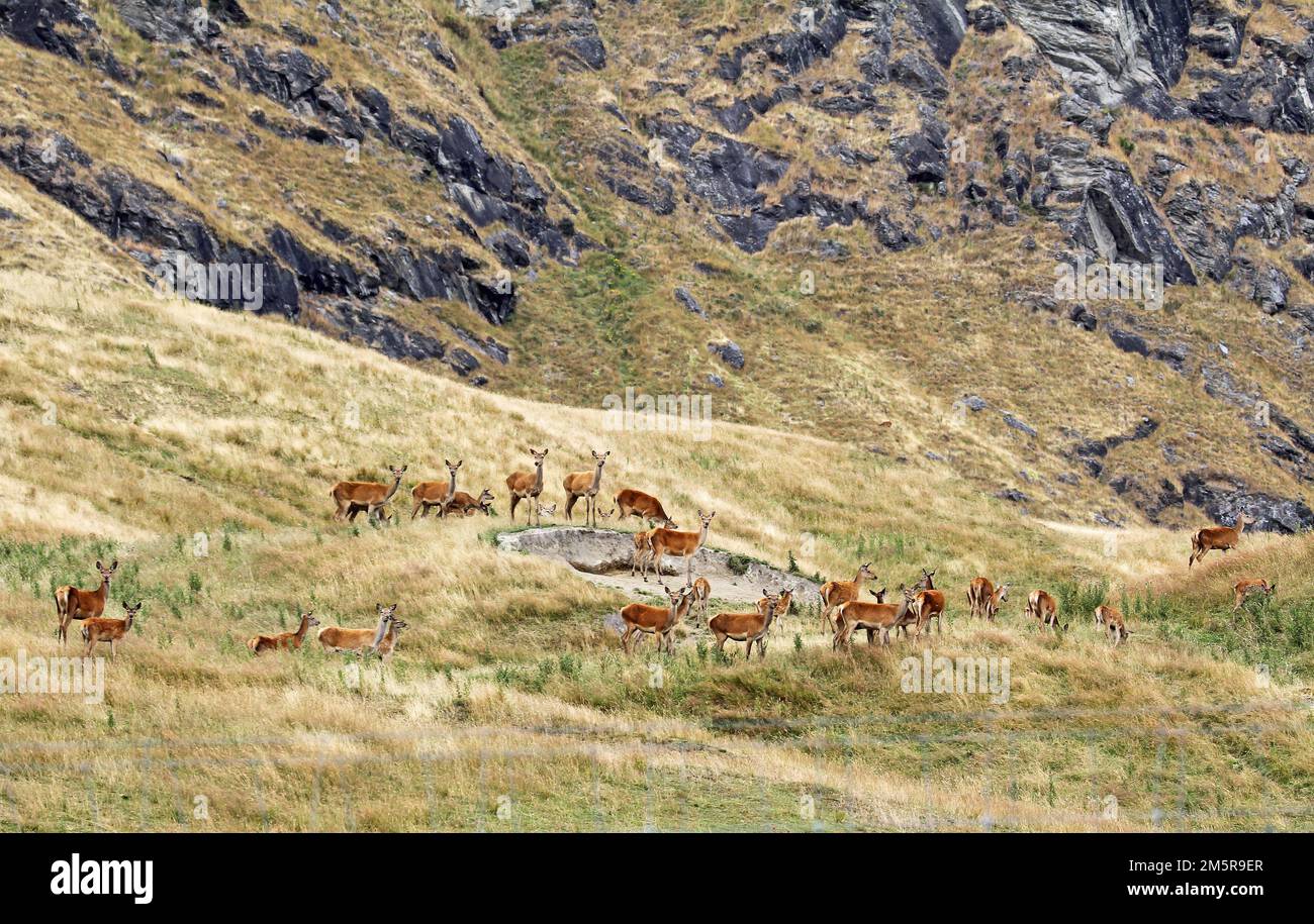 Sur la ferme Red Deer - Nouvelle-Zélande Banque D'Images